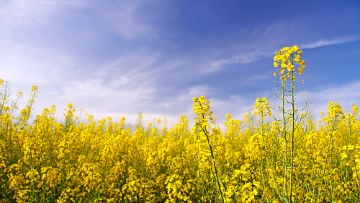 oilseed rape lodging yield calculator